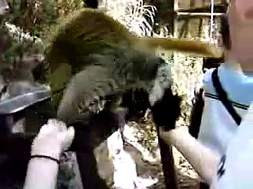 Lemurs