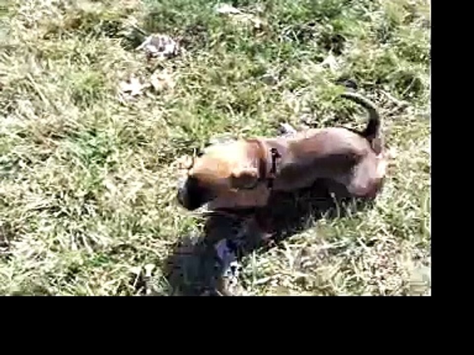 Freddie's First Outing