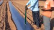 Viswanadha Raju,Easy Planter,tamata transplanter,seed link transplanter,easy method of planting,