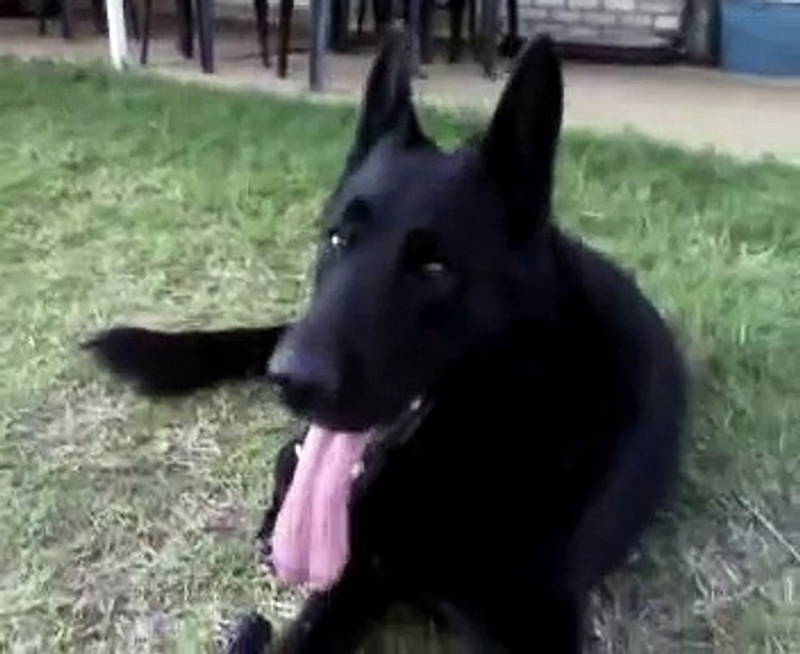 black german shepherd