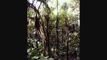 The AntsCanada Rainforest Habitat, Macrohabitat, and Microhabitat Outworlds