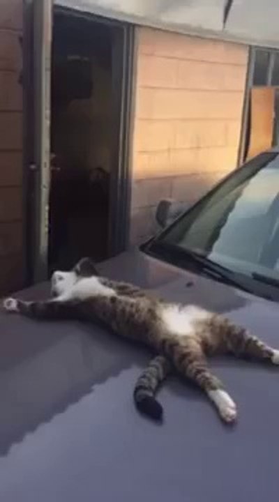 Кот спит на капоте машины как человек