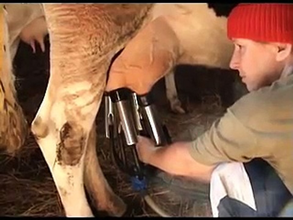 Dojenie krów/Cow milk