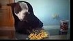Funny Videos Funny Animal Odin Eating Like a Person