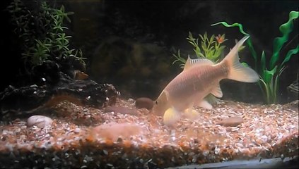 HD quality Green Tench Ghost Koi Goldfish and Weather loach in Coldwater aquarium