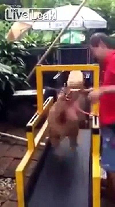 LiveLeak - Pitbull Face Off