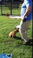 Pak Masters Dog Training with Luca the 9 week Old Belgian Malinois Puppy