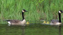 Canada Geese swim with their newly hatched chicks