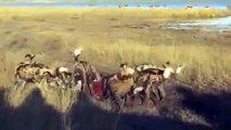 Wild Dog Kills and Eating Deer Documentary