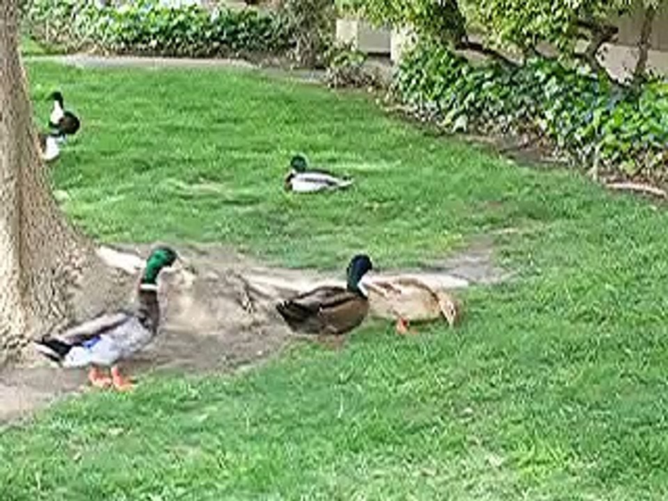 Ducks quacking