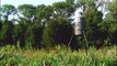 Deer At Our Tree Farm    In Bucks County Pa