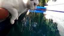 Cat Drinking - slow motion