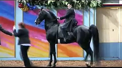 Horse Breeds: Morgan Horse & Pony