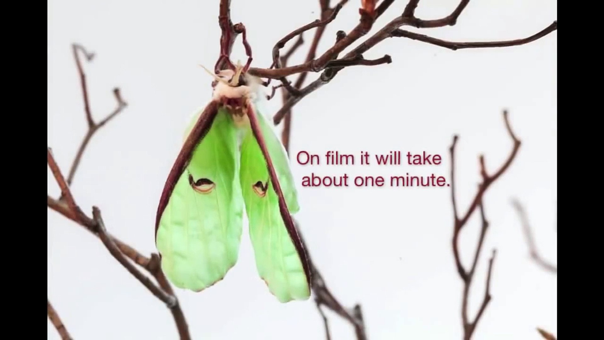 A Luna Moth Emerges From Her Cocoon