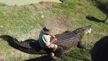 Monter sur un crocodile de plus de 800kg comme si c'était un cheval