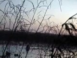 December 2010 Flooded Corn Field Mississippi Duck Hunt