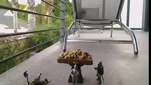 Funny Squirrel Thief Steals Food from Medieval Guards!