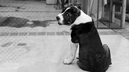 Alabai vs. Cane Corso: Personality