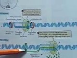 Regulation of plasmid replication