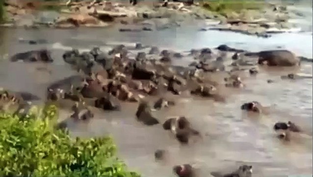 Dangerous | Nature Documentary | Animal Attack | Tiger Attack | Lions Vs Giraffe | African Animals