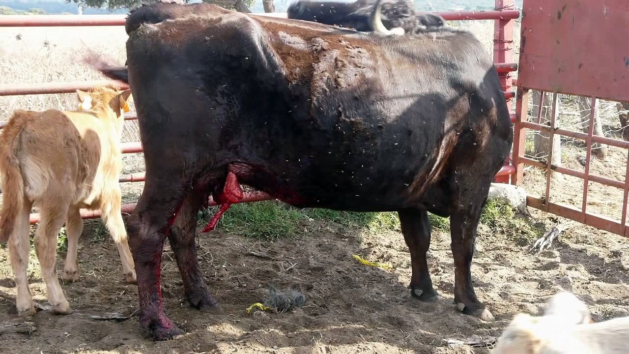 Cornadas con evisceración