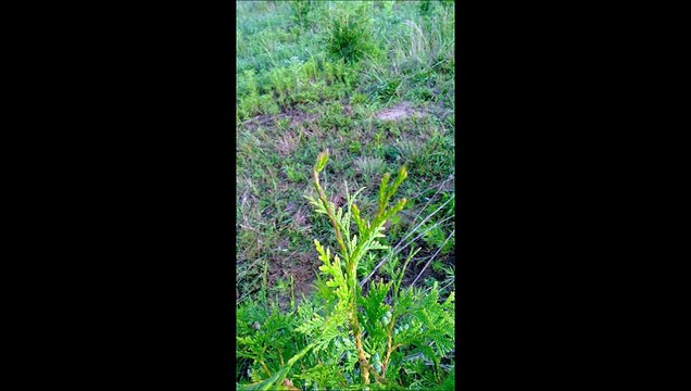 Green giants are here at Highland Hill Farm