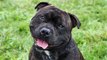 staffordshire bullterrier Terrier Dog Breed Picture collection
