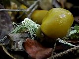 Banana Slug Eating Lichen