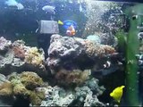 55 Gallon Saltwater Reef Tank And Sump Tour! Update!(Video # 3). 7 Months old! (Narrated)