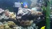 55 Gallon Saltwater Reef Tank And Sump Tour! Update!(Video # 3). 7 Months old! (Narrated)