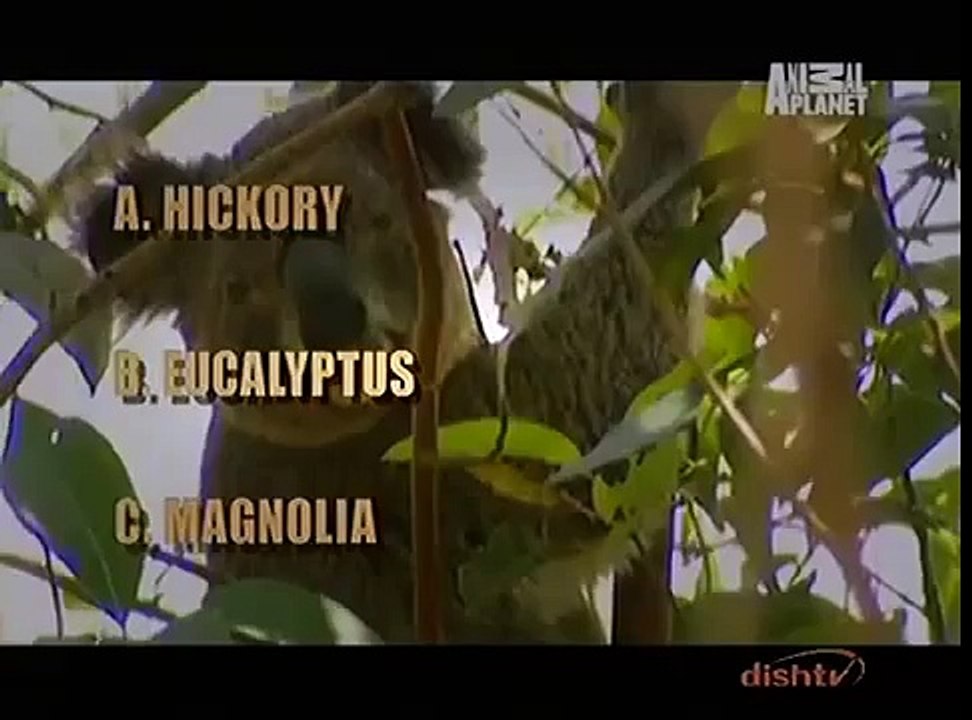 Discovery Channel:(Hindi) Animal Planet - Incredible Nature Hummingbirds Magic in the Air HD