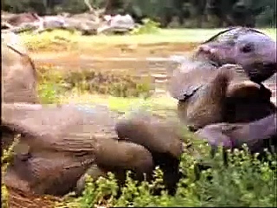 Wild Animal Safari Discovery Kit  First Look Video   Baby Einstein