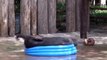 Un bébé éléphant joue dans une piscine gonflable !