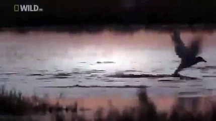 Discovery Channel :Program Of Animal Plant Full HD Video