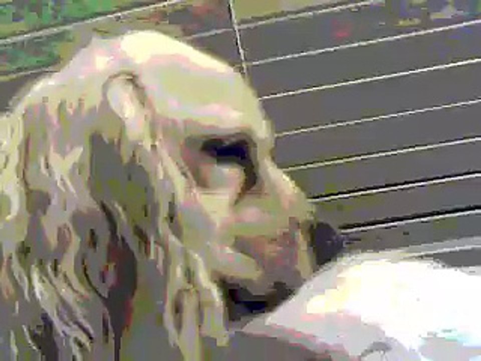 Dog Licks Cat, Dog Licks Cat, Dog Licks Cat....