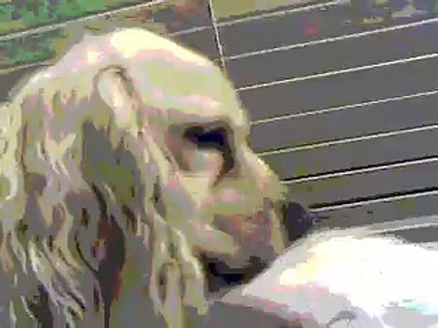 Dog Licks Cat, Dog Licks Cat, Dog Licks Cat....