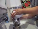 猫ちゃんシャンプーされる