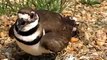 Killdeer Bird Nest with Chicks