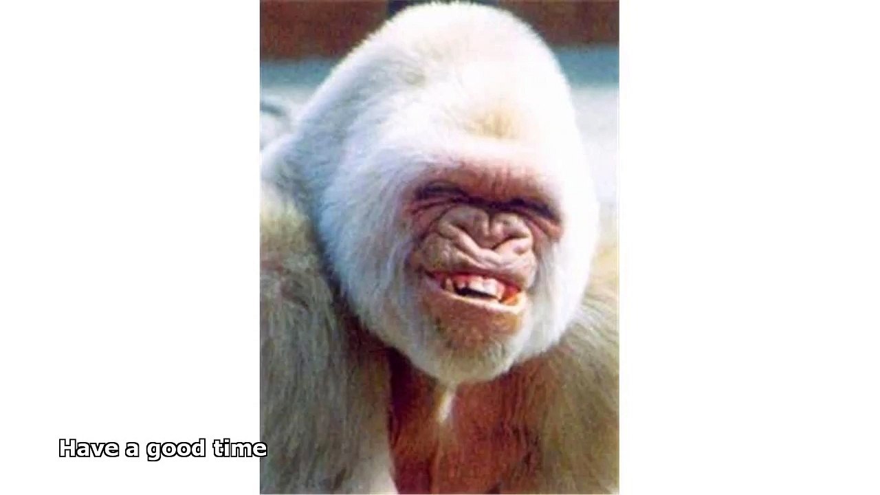 funny pictures of animals smiling