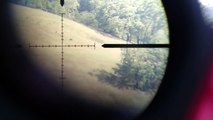 Wild Hogs through a SWFA 5-20x50 SS HD Scope