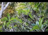 Aracuã, Chaco chachalaca ortalis canicollis, Aves do pantanal, Curassows, Guans, Cracidae,