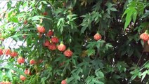 Tour of the Greenhouse at Five Oaks Farms