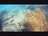 Caça Submarina Algarve