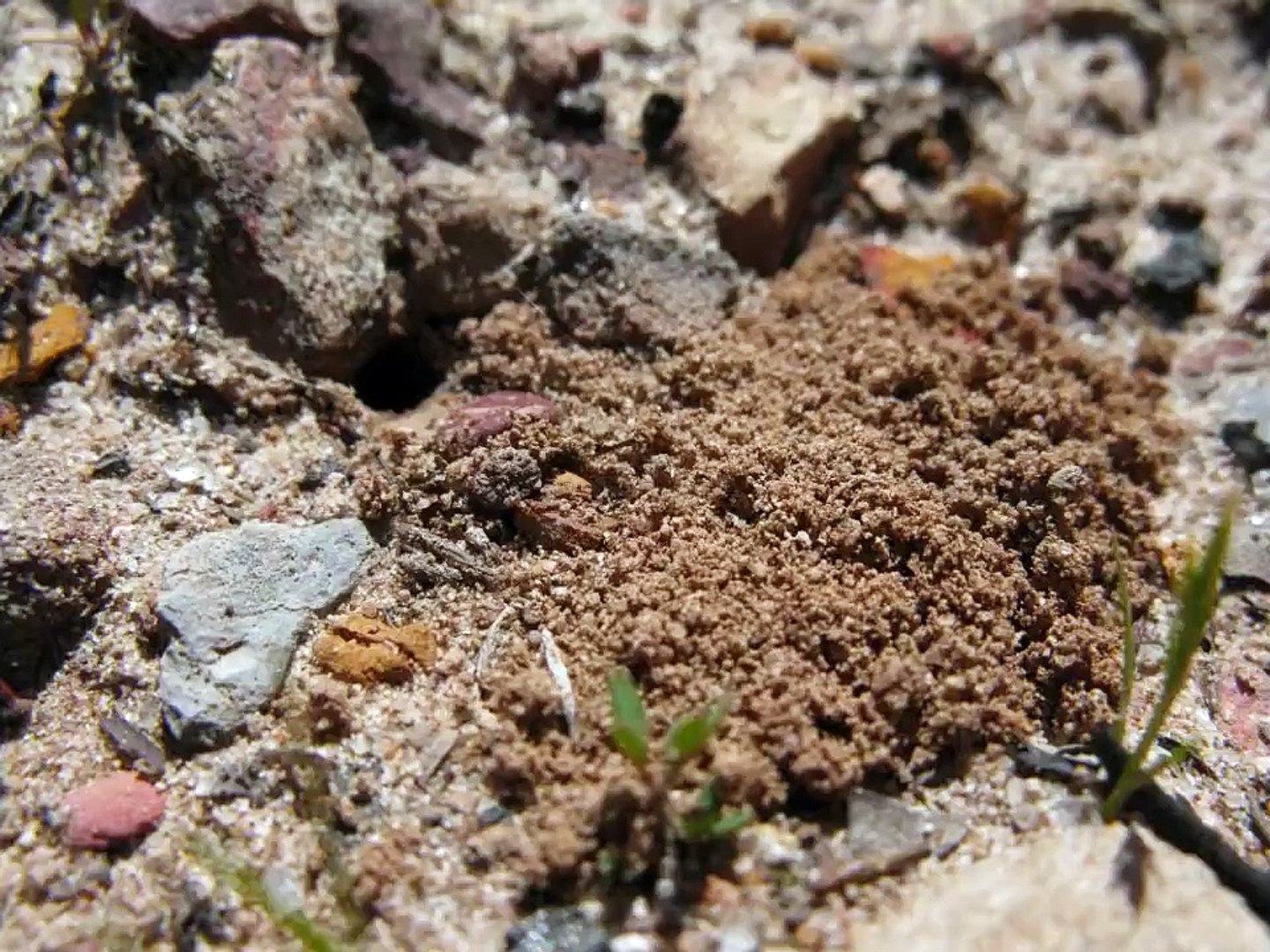 Finding Queen Ants