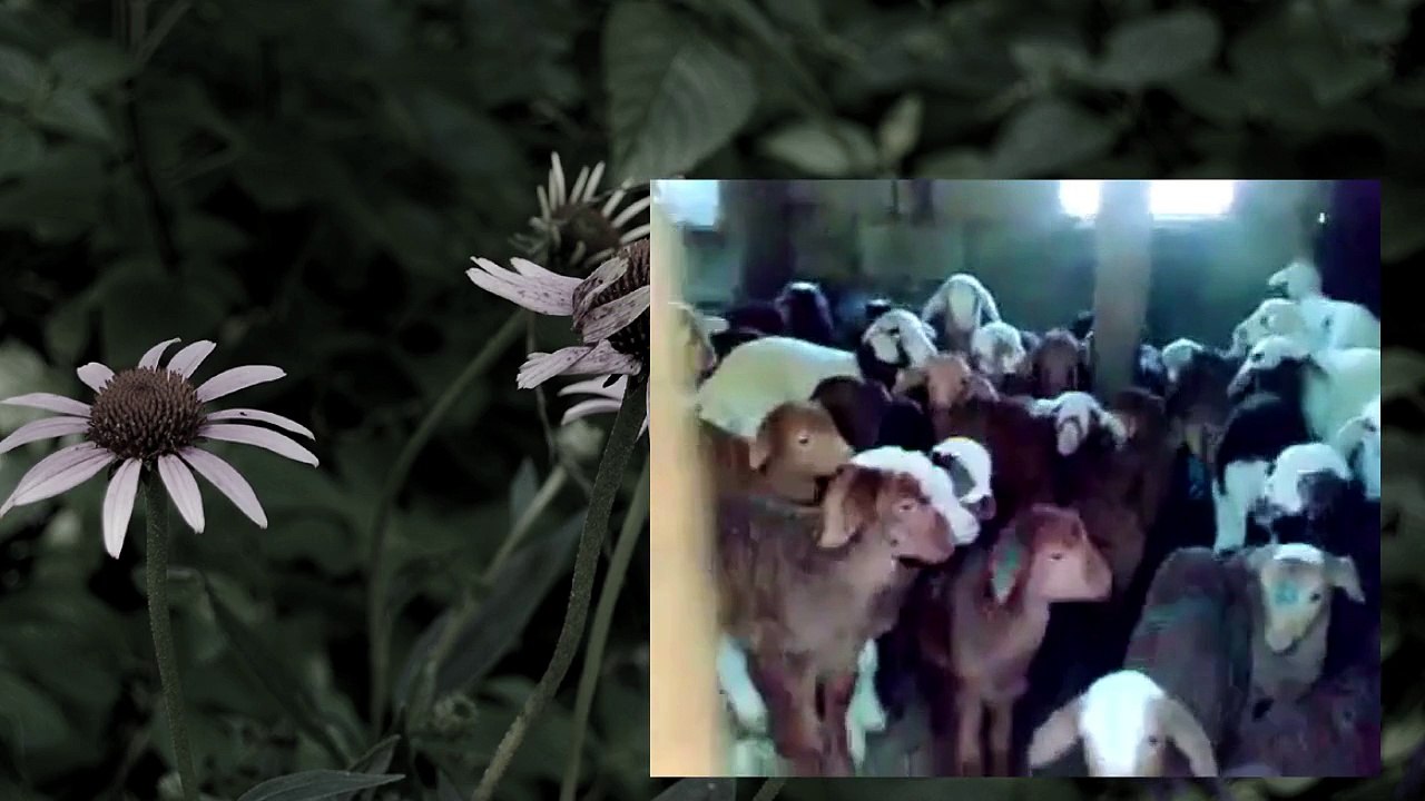ヤギの鳴き声をマネしてみた！ Cries of goats
