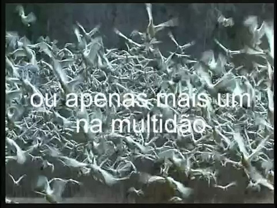 Vôo das águias/ vídeo-motivação