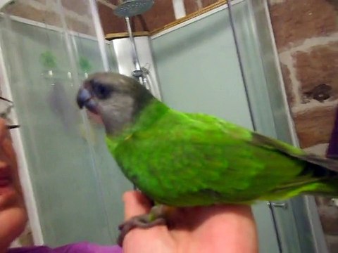 mes perroquets youyou du senégal EAM