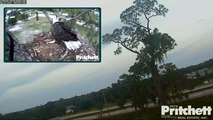 Southwest Florida Eagle Cam - Harriet Missing Her Baby E6...