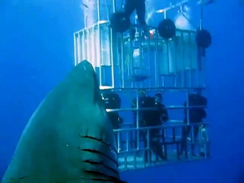 Deep Blue, le plus grand requin blanc du monde