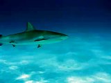 Stella Maris Shark Dive - Pass